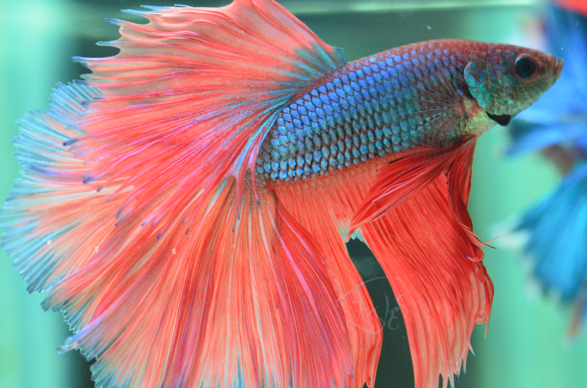 Bicolour Halfmoon Male