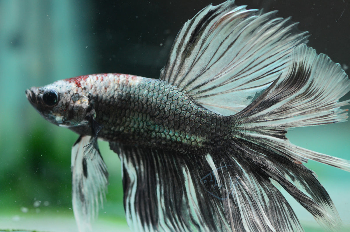 Copper Black Halfmoon Male