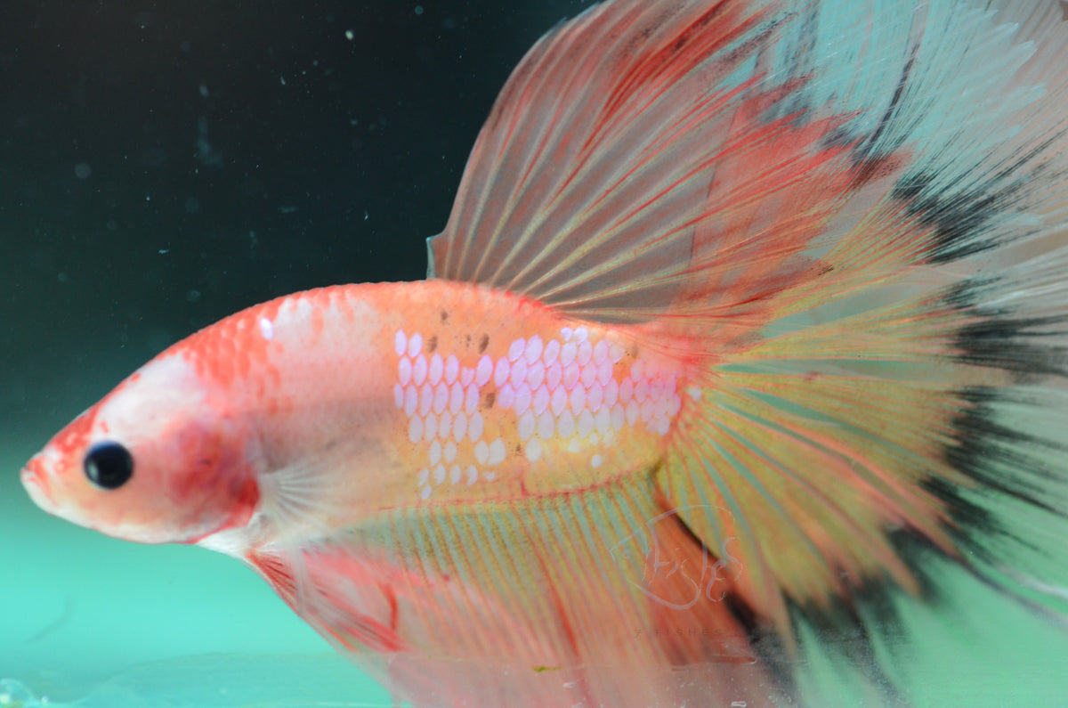 Orange Marble Halfmoon Male