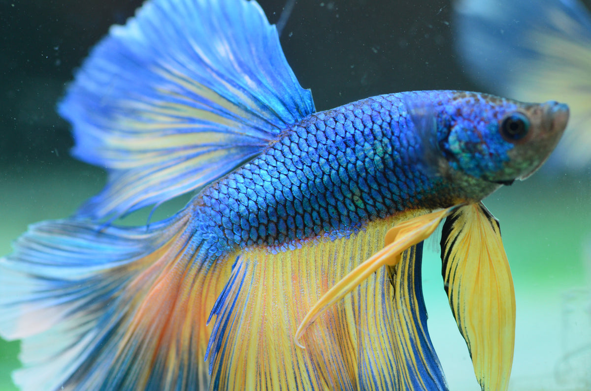 Blue Bicolour Halfmoon Male