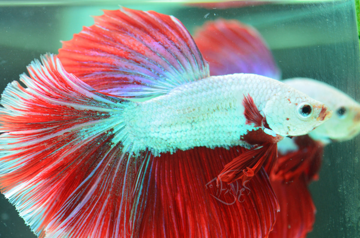 Red Dragon Halfmoon Male