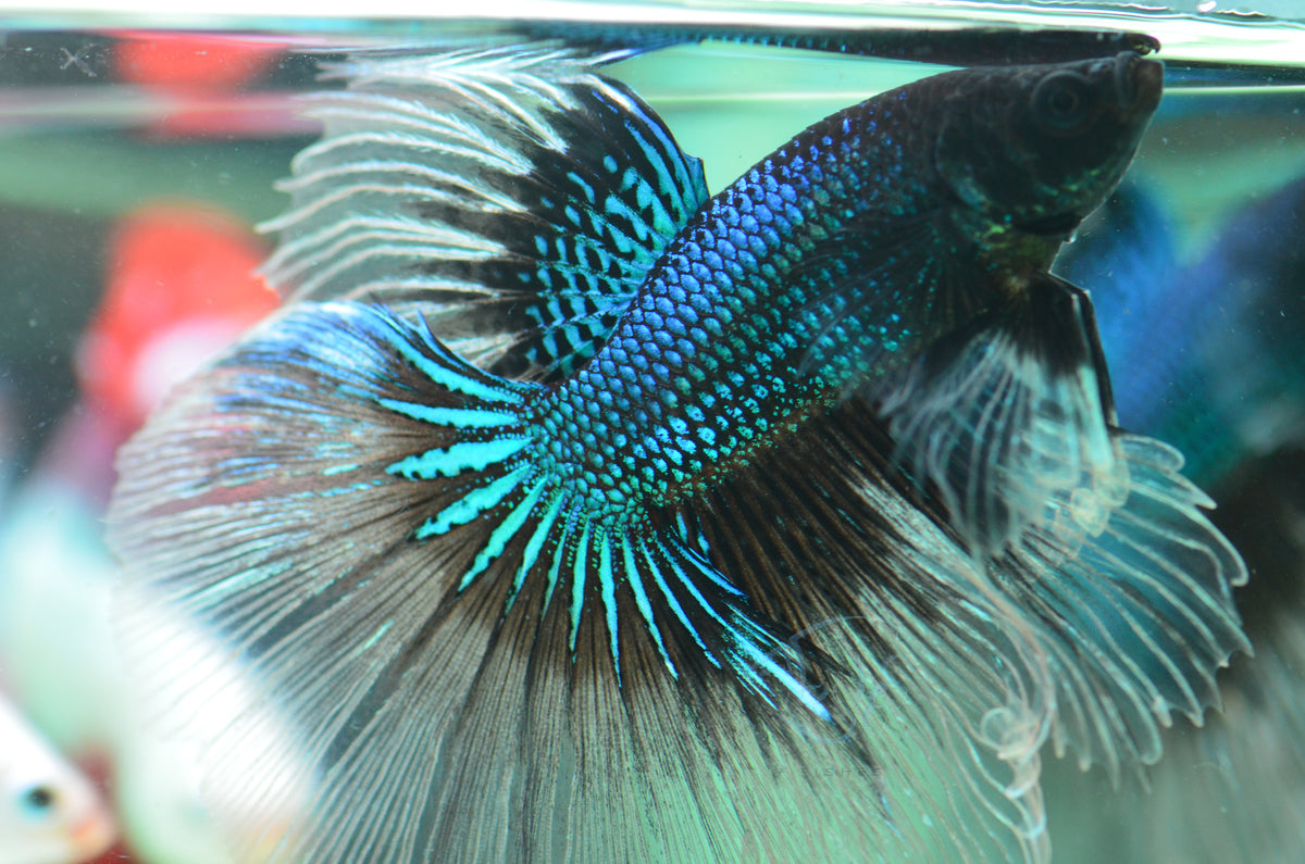 Black Butterfly Halfmoon Male