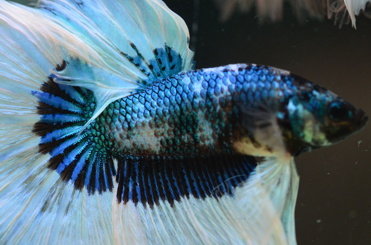 Blue Black Butterfly Halfmoon Male