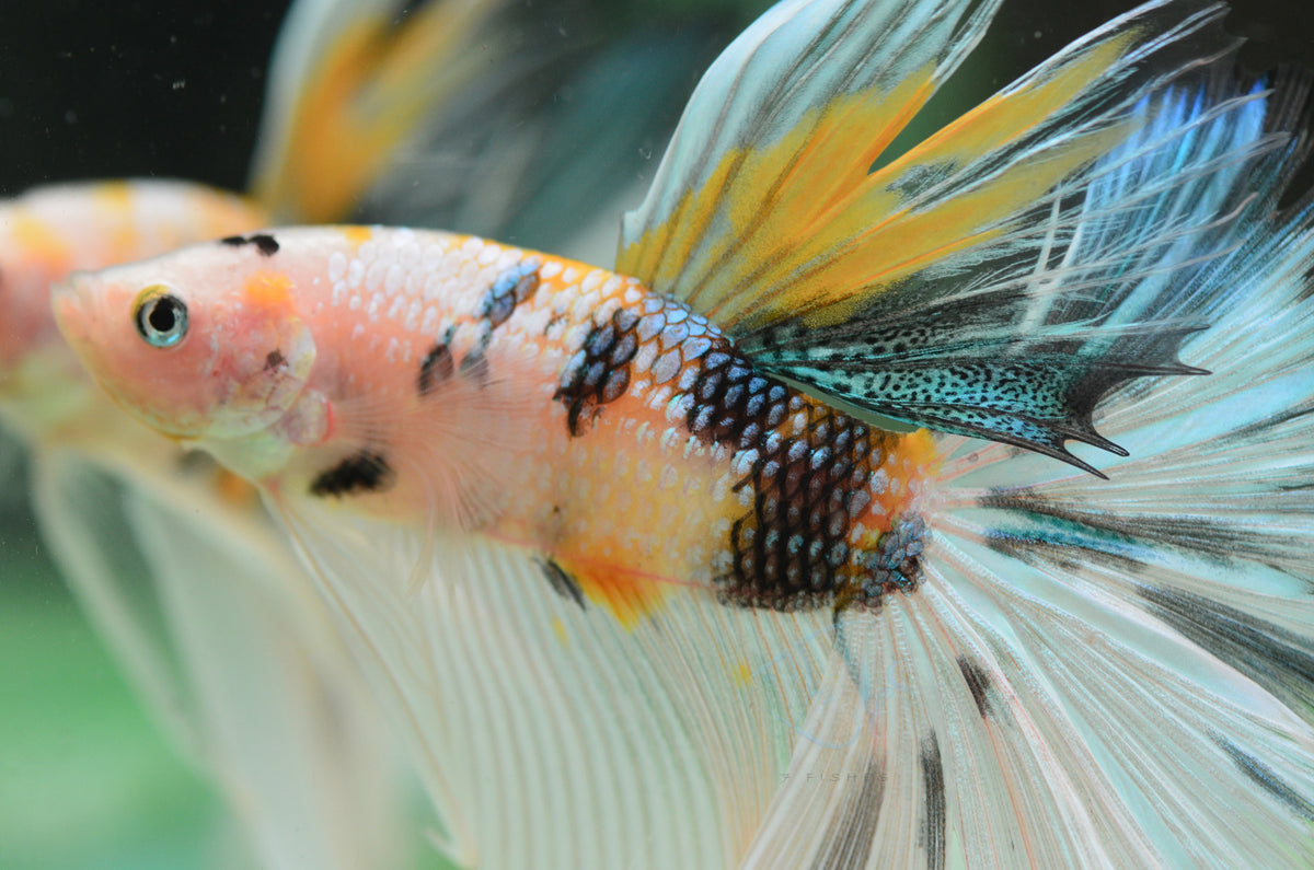 Yellow Koi Halfmoon Male