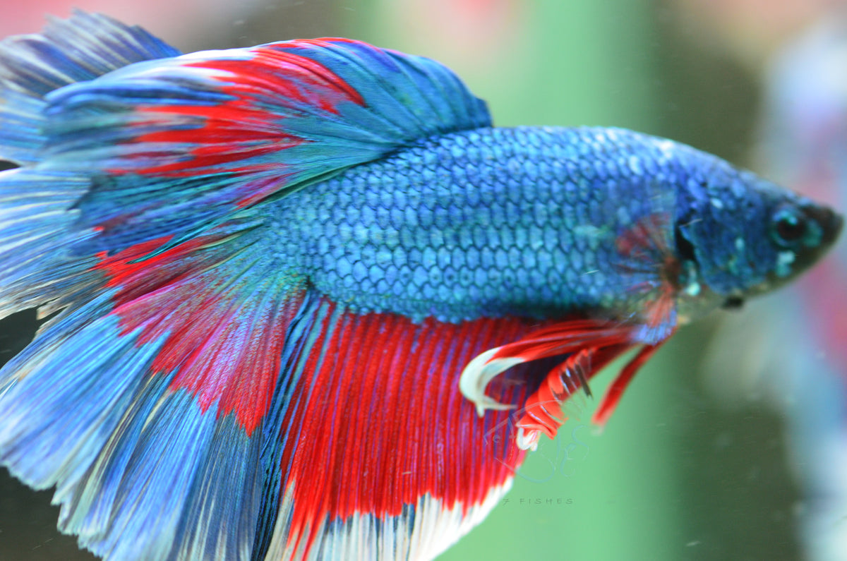 Blue Bicolour Halfmoon Male