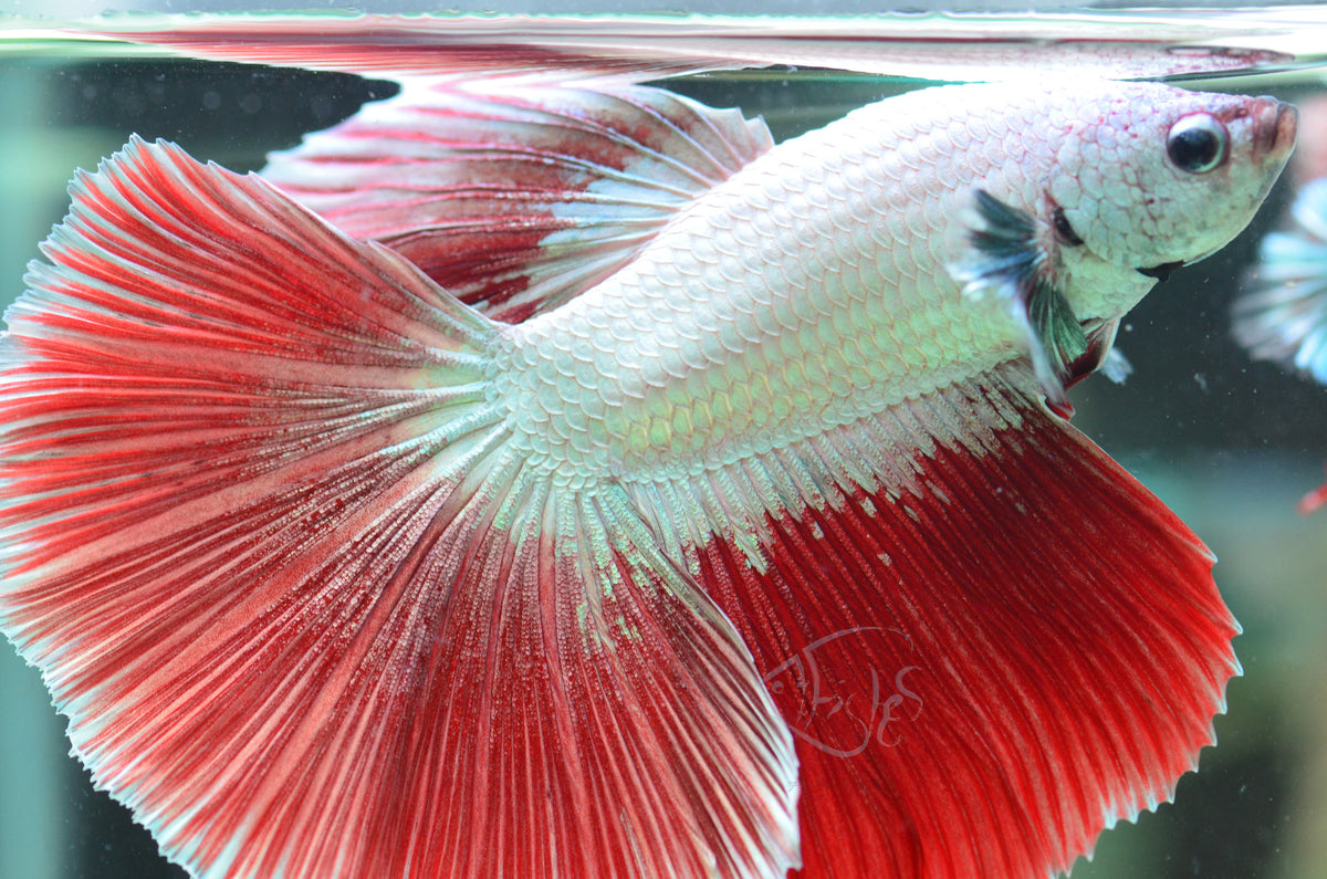 Red Dragon Halfmoon Male