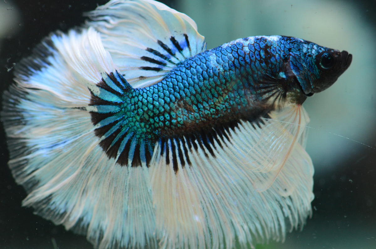 Blue Black Butterfly Halfmoon Male