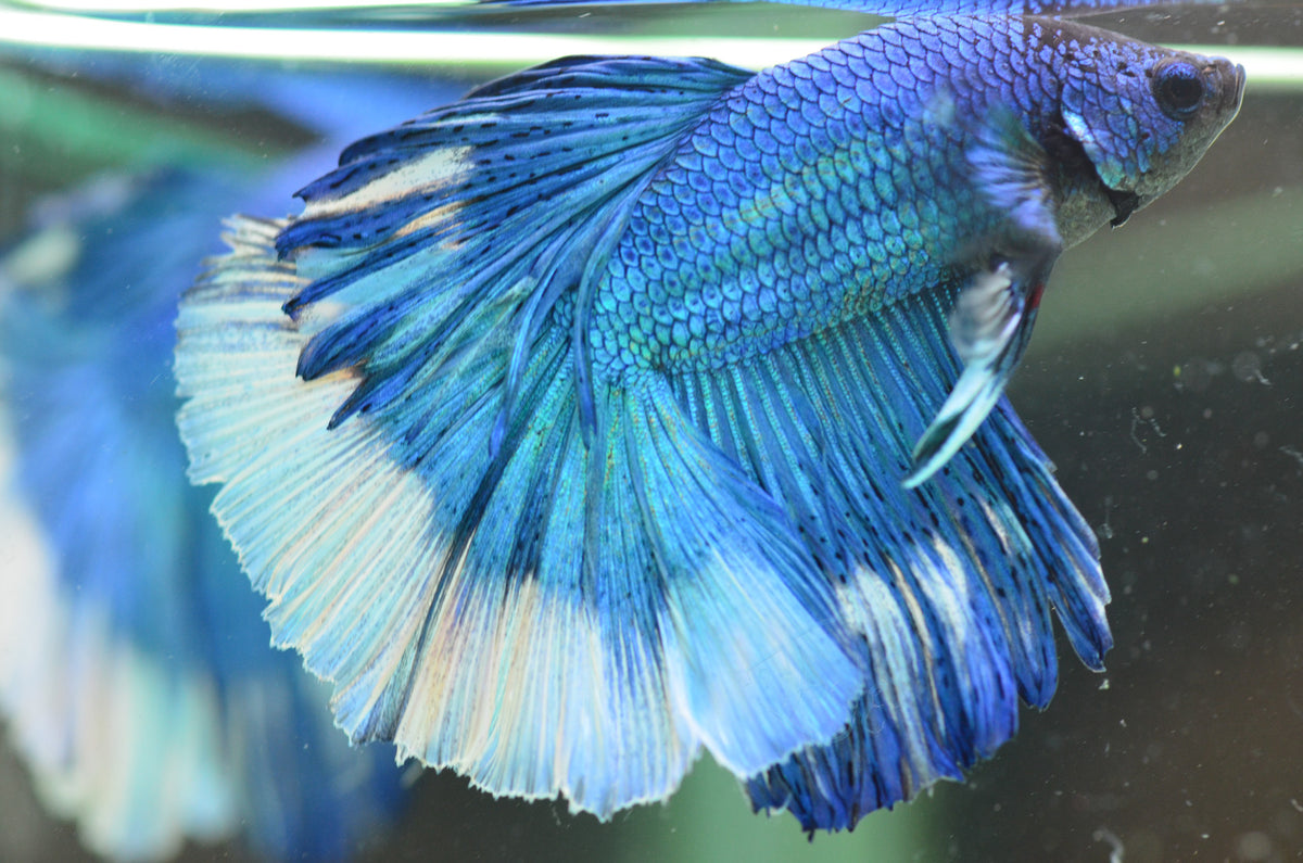 Blue Butterfly Halfmoon Male