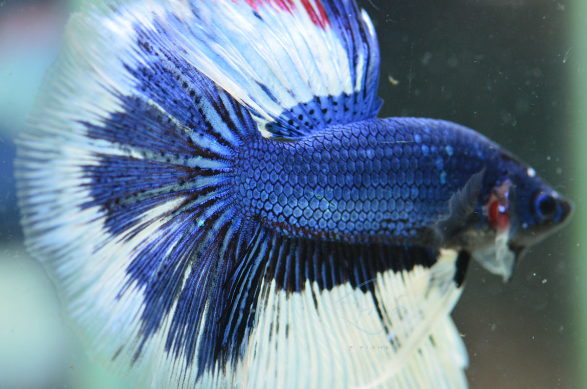 Blue Butterfly Halfmoon Male