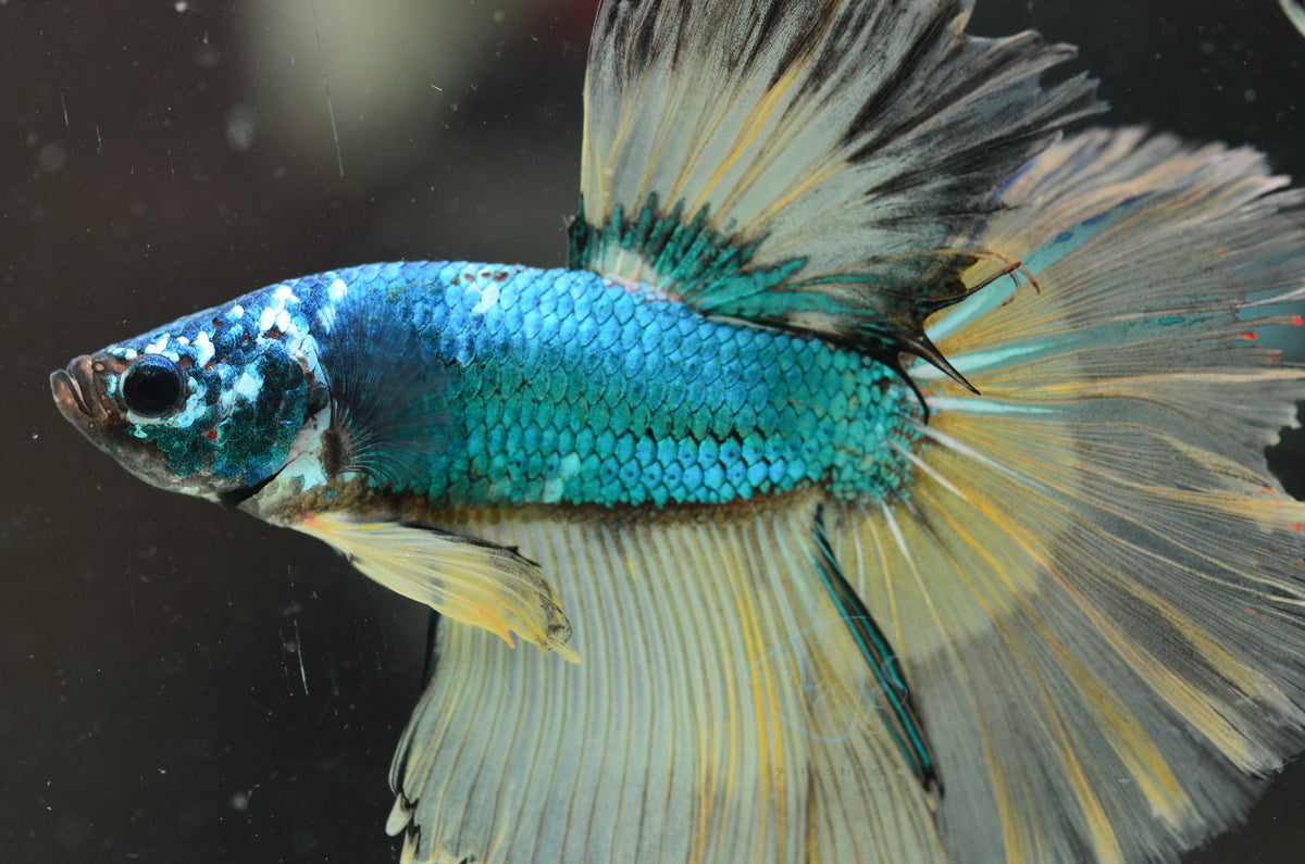 Mustard Halfmoon Male