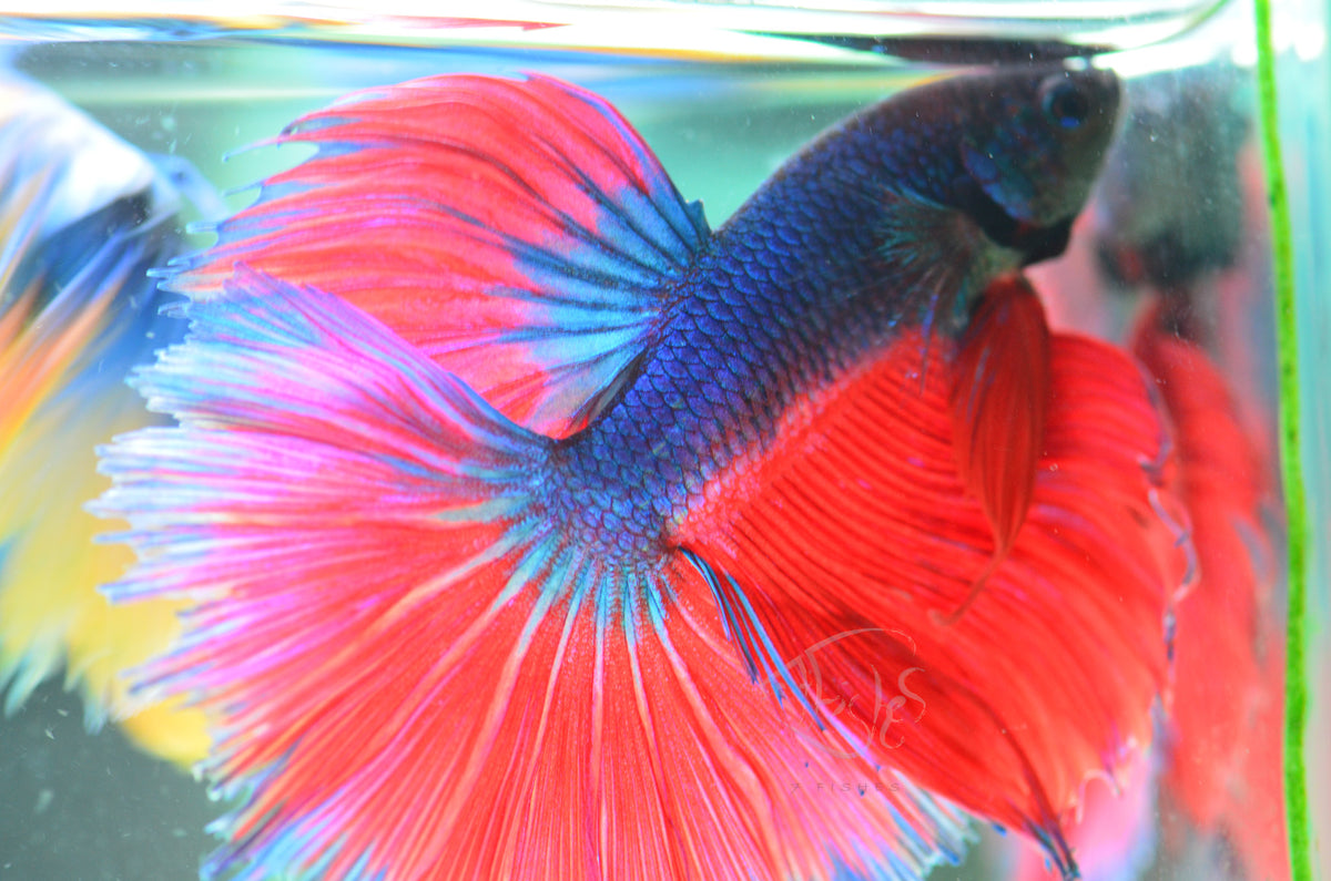 Bicolour Halfmoon Male