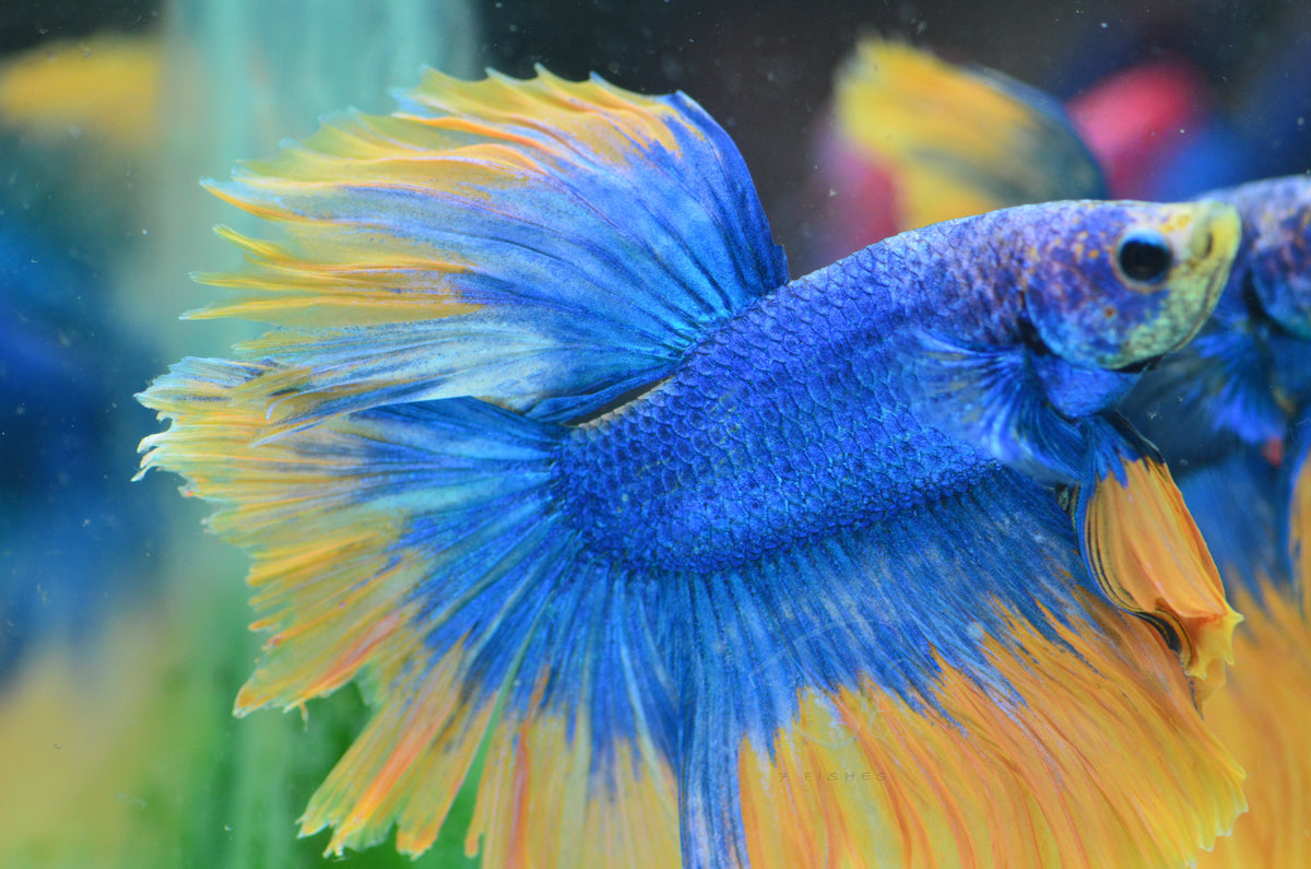 Blue Yellow Mascot Halfmoon Male