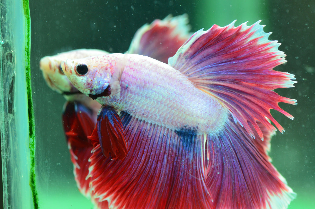 Purple Halfmoon Male