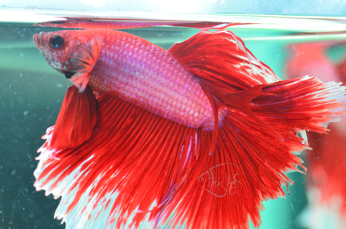 Purple Red Halfmoon Male