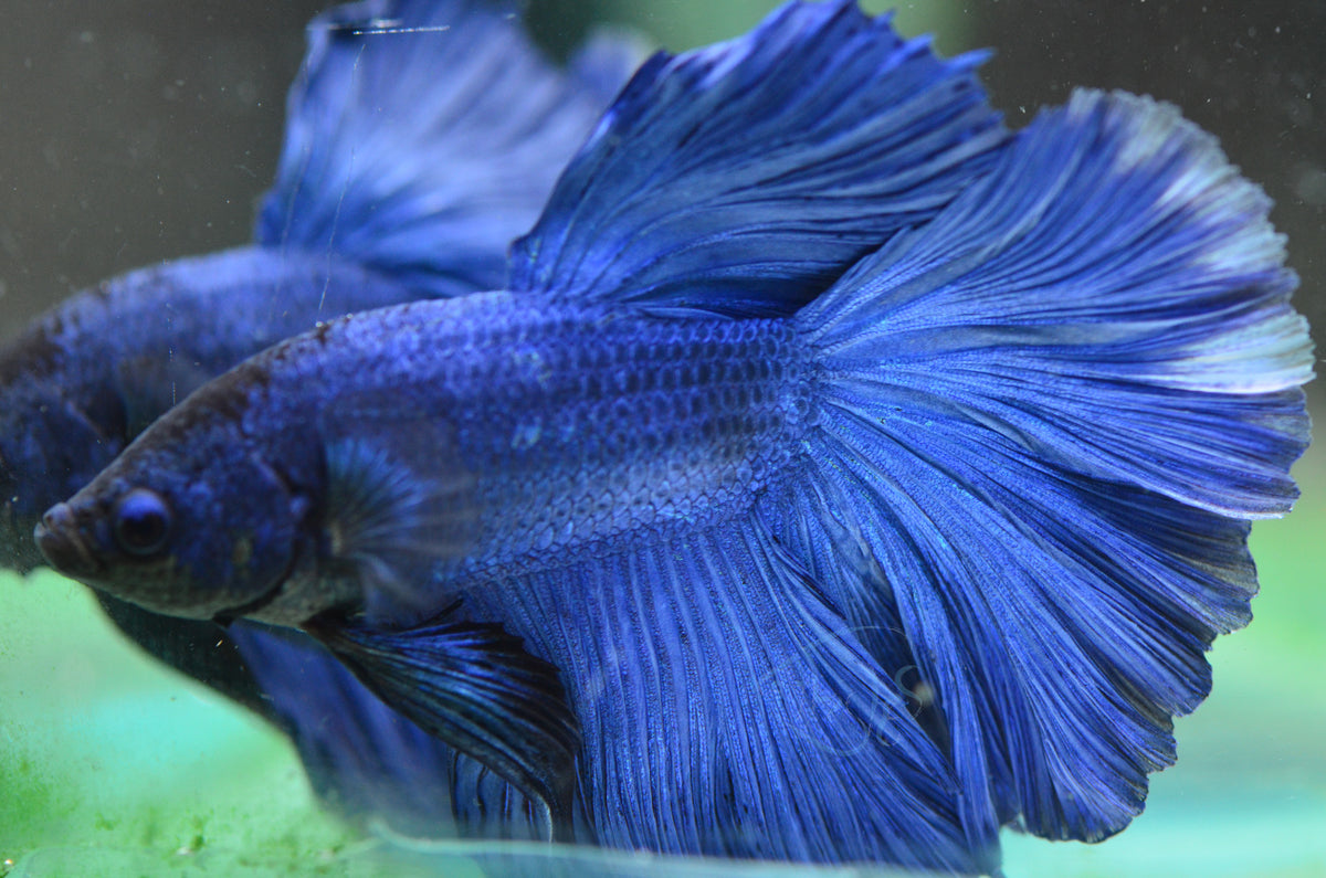 Blue Halfmoon Male