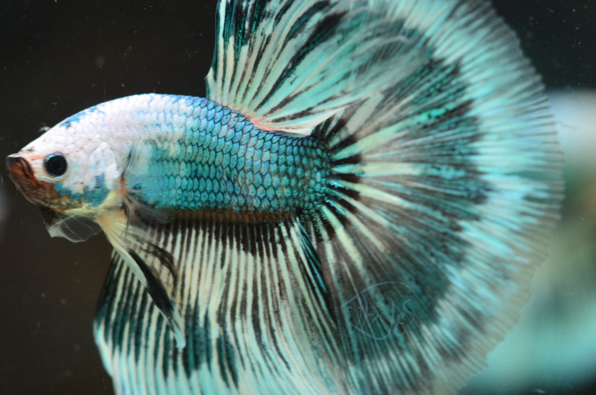 Turquoise Marble Halfmoon Male