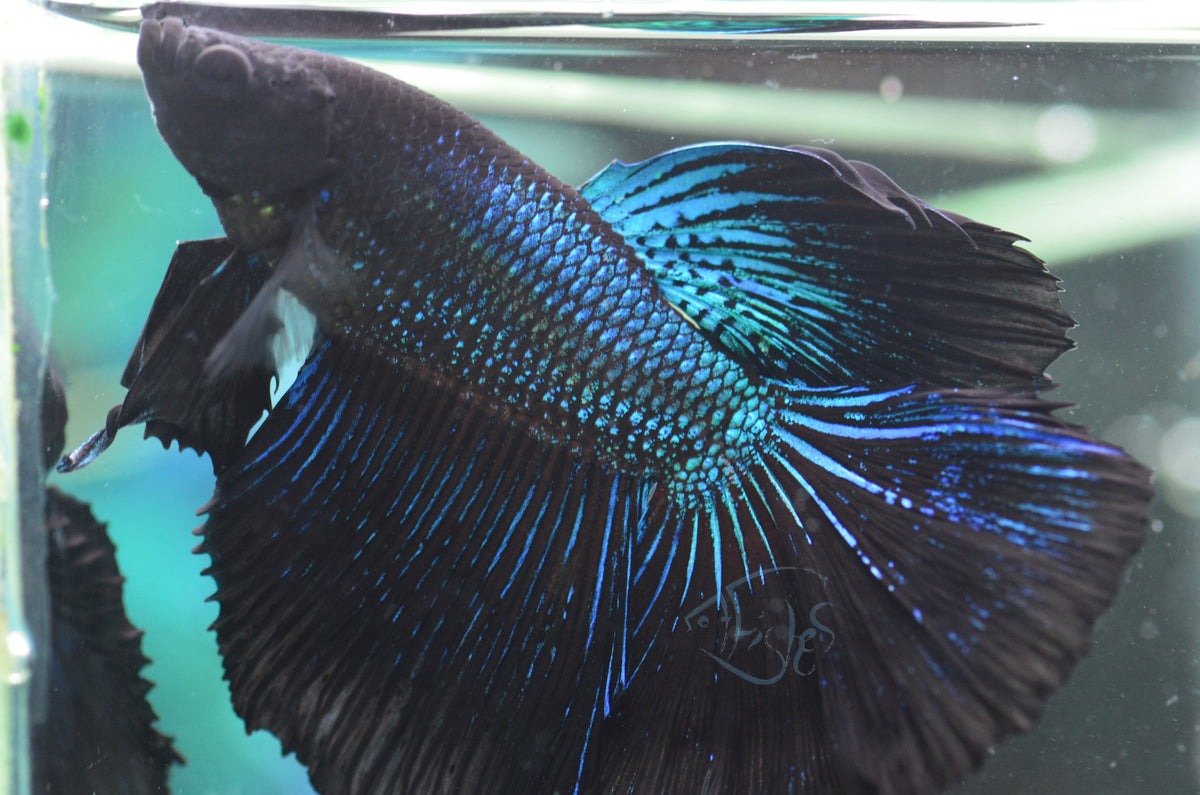 Blue Black Halfmoon Male