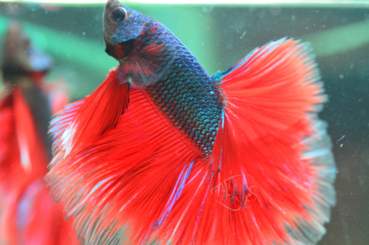 Bicolour Halfmoon Male