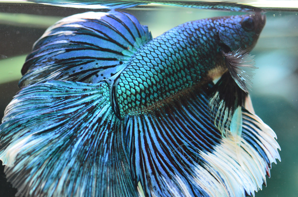 Turquoise Black Halfmoon Male