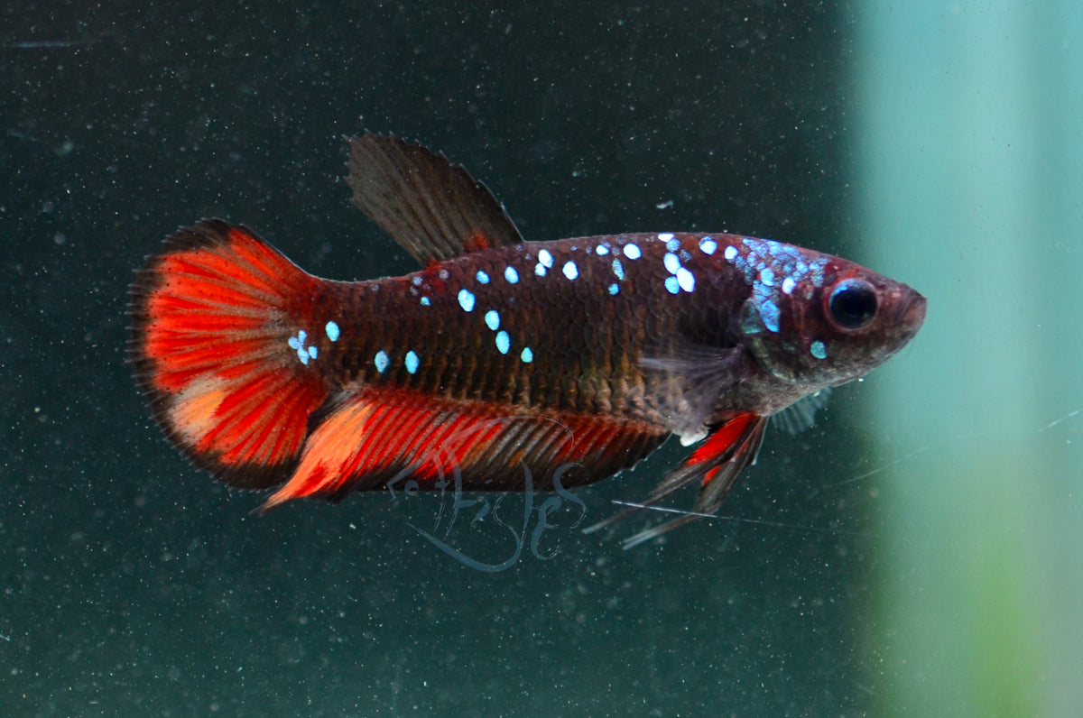 Black Nemo HMPK Female