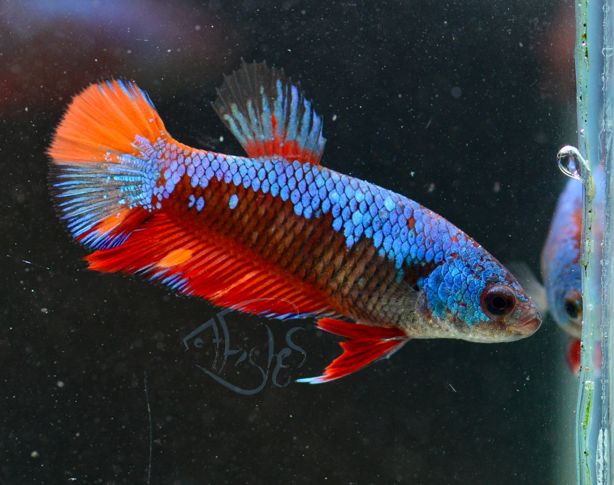 Nemo Avatar HMPK Female