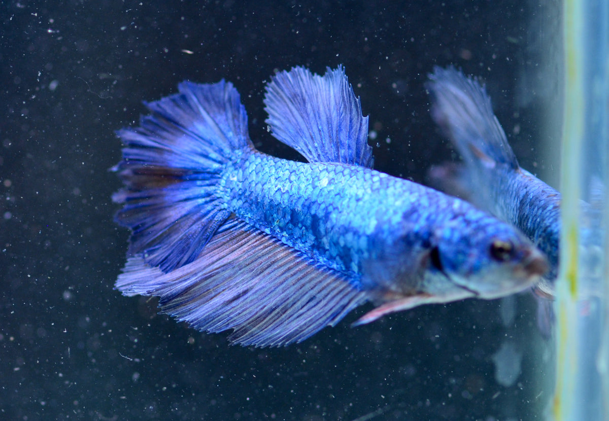 Blue Halfmoon Female