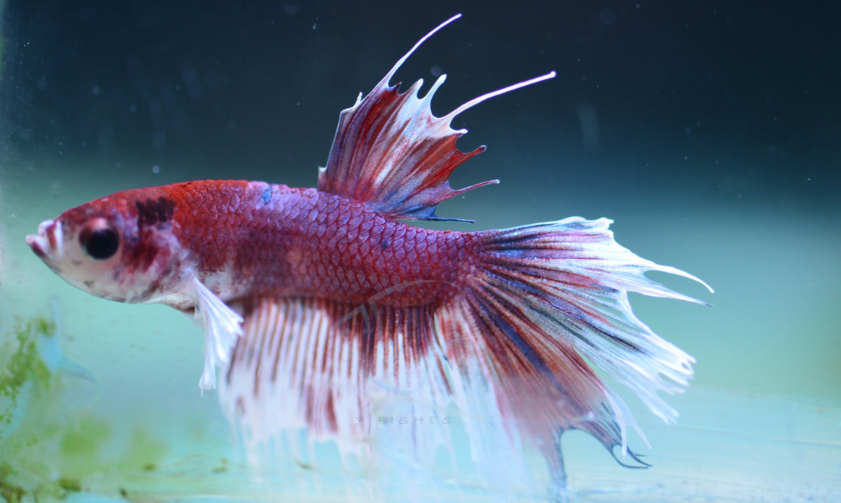 Multicolour Dumbo Crowntail Male