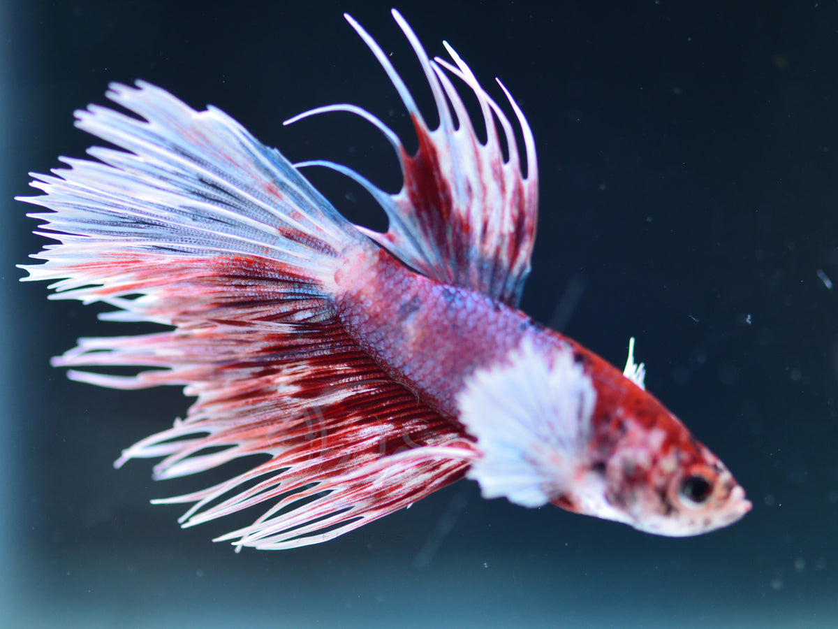 Multicolour Dumbo Crowntail Male