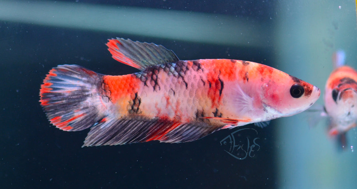 Nemo HMPK Female