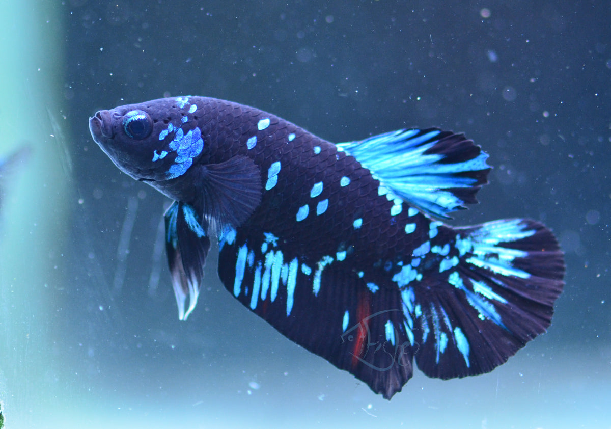 Black Galaxy HMPK Male