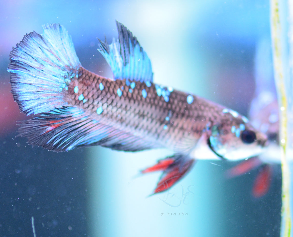 Black Galaxy HMPK Male