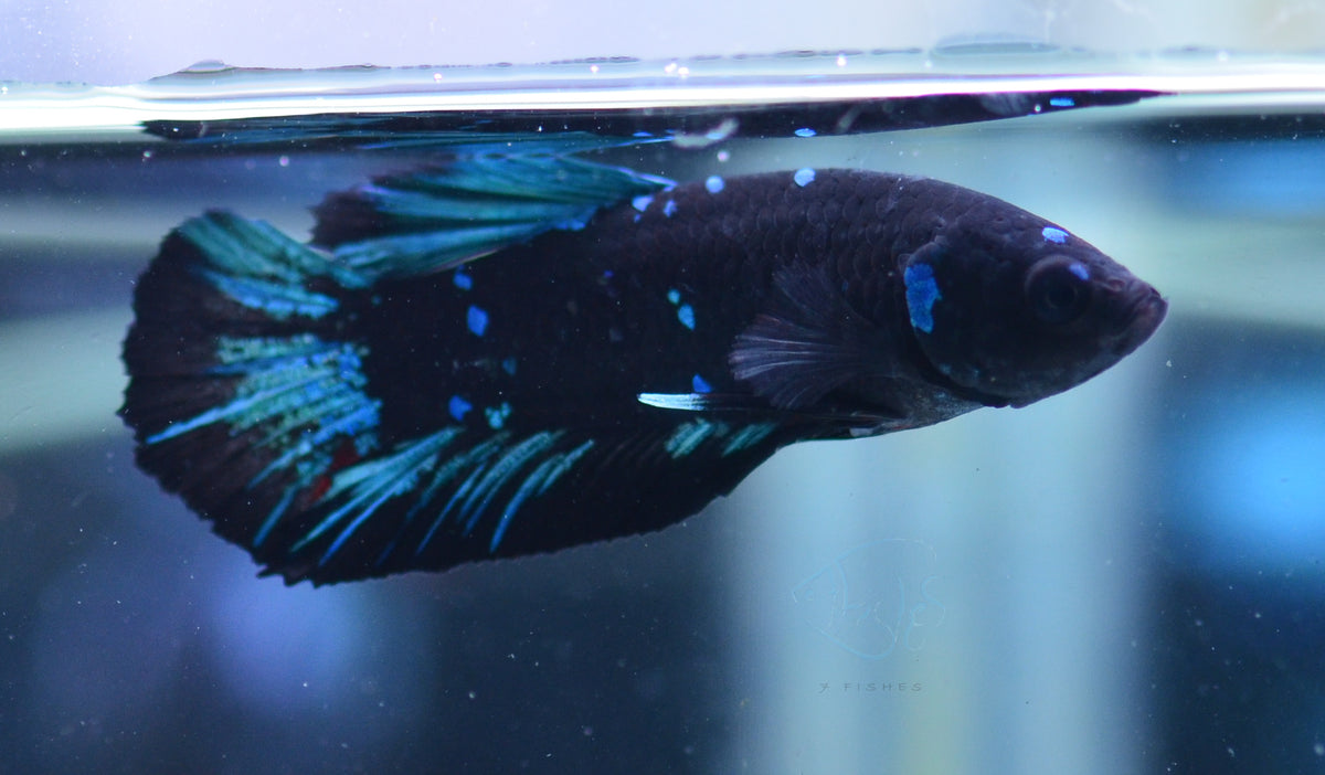 Black Galaxy HMPK Male