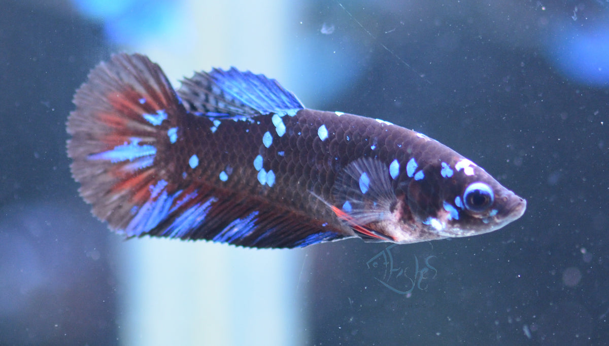 Black Galaxy HMPK Female