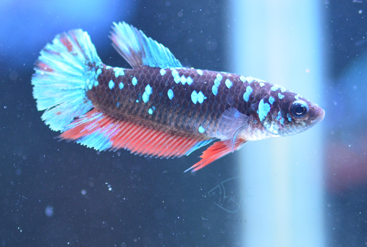 Black Galaxy HMPK Female