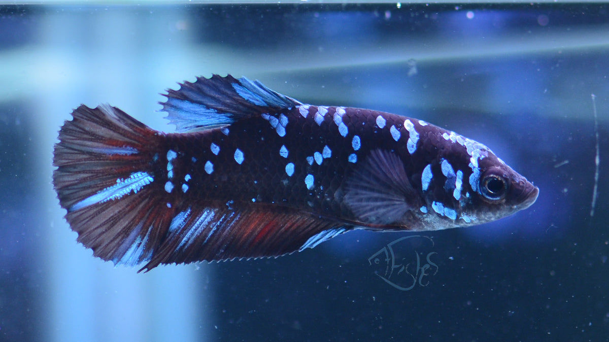 Black Galaxy HMPK Female