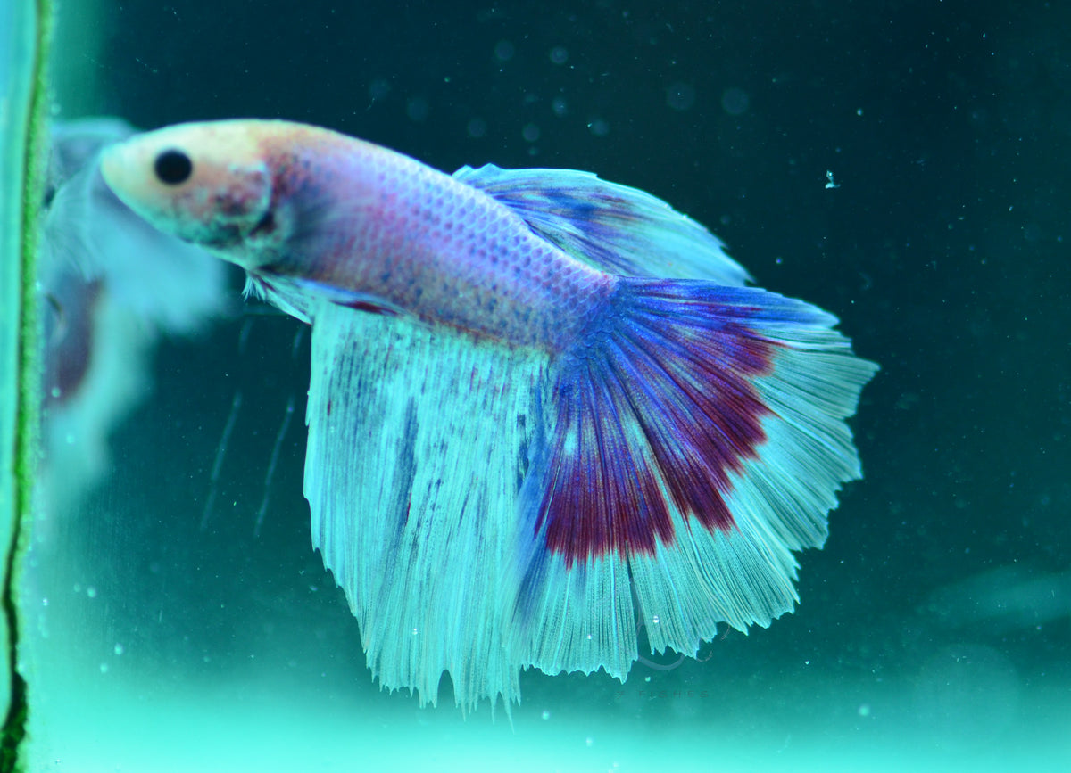 Purple Marble Delta-tail Male