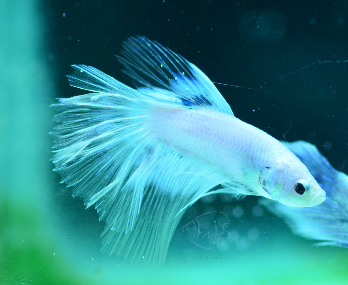 Platinum Marble Delta-tail Male