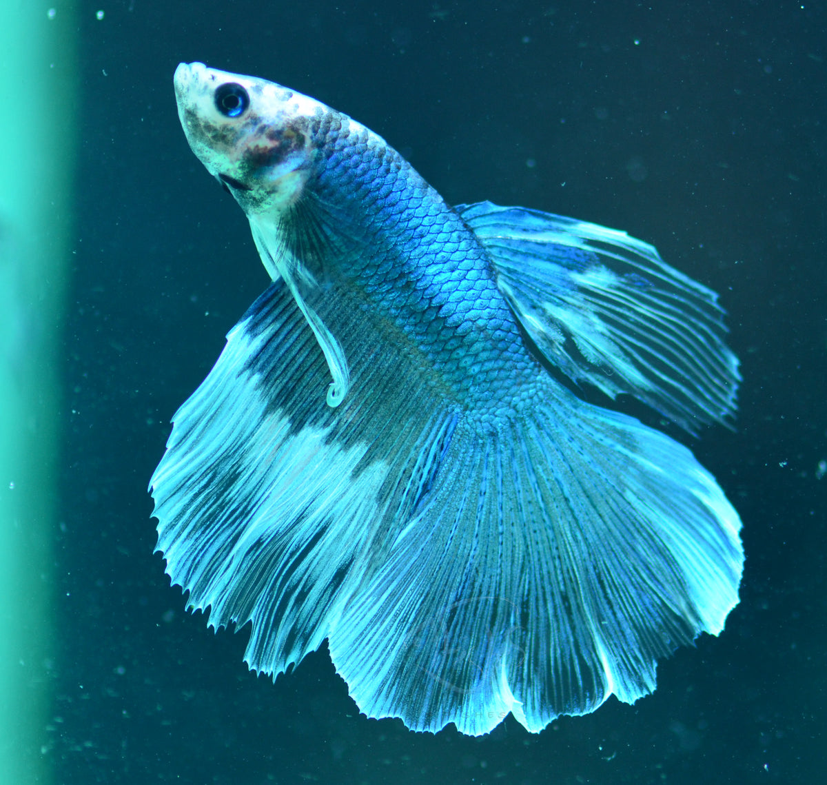 Blue Black Marble Delta-tail Male