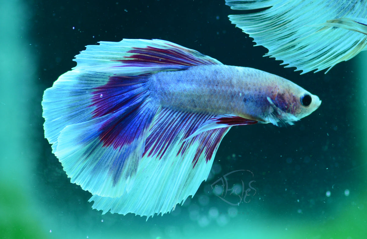 Purple Marble Delta-tail Male