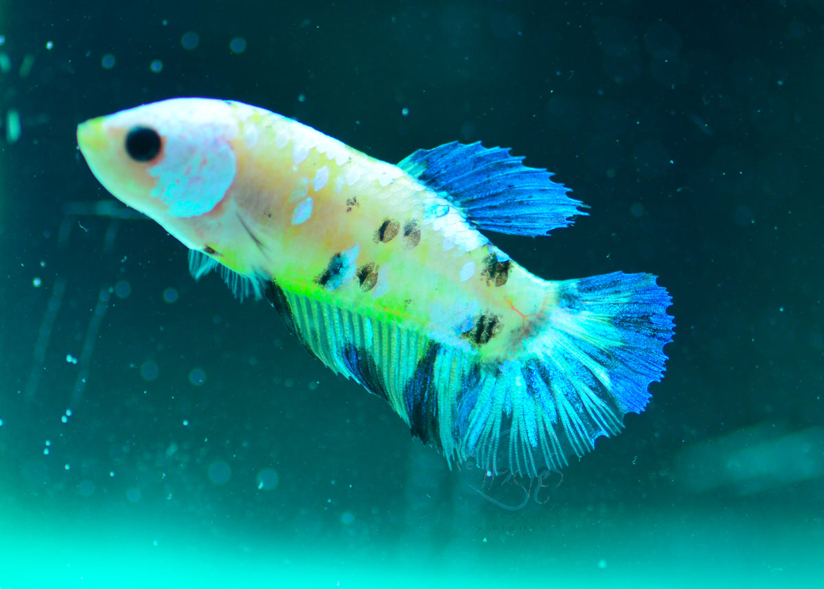 Yellow Galaxy HMPK Female