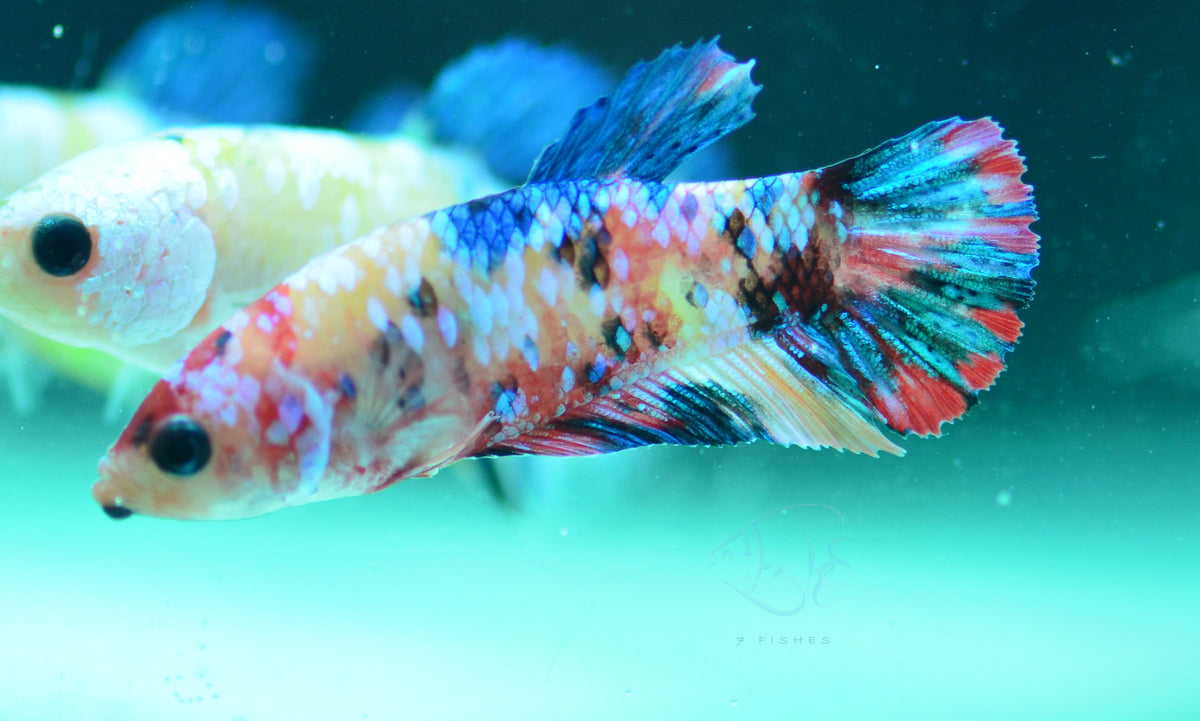 Multicolour HMPK Female