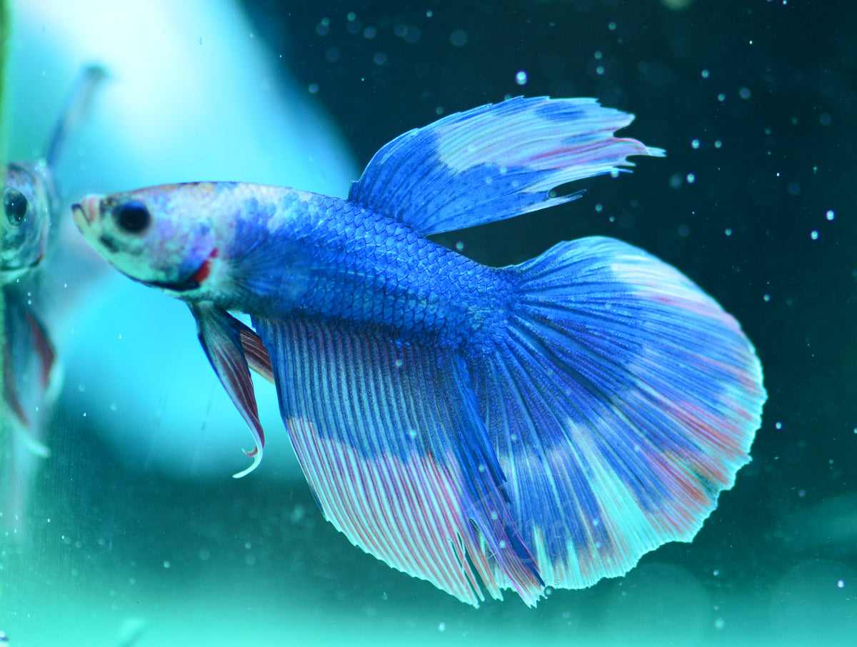 Blue Purple Pastel Delta-tail Male