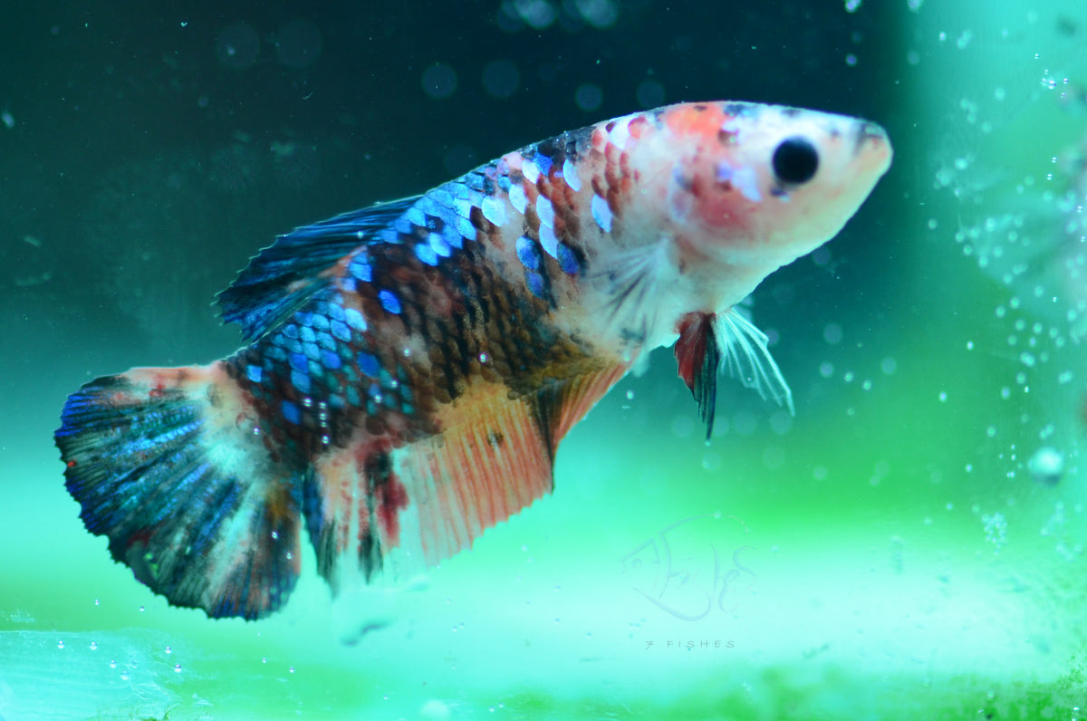 Nemo HMPK Female