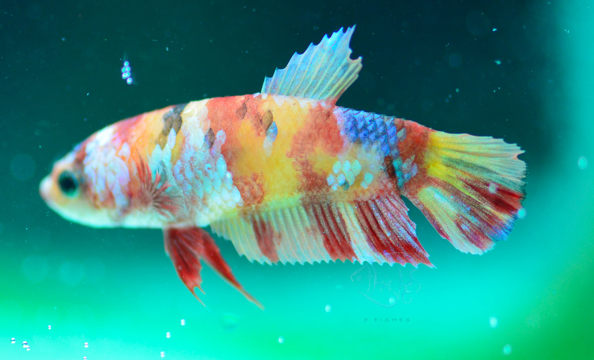 Nemo HMPK Female