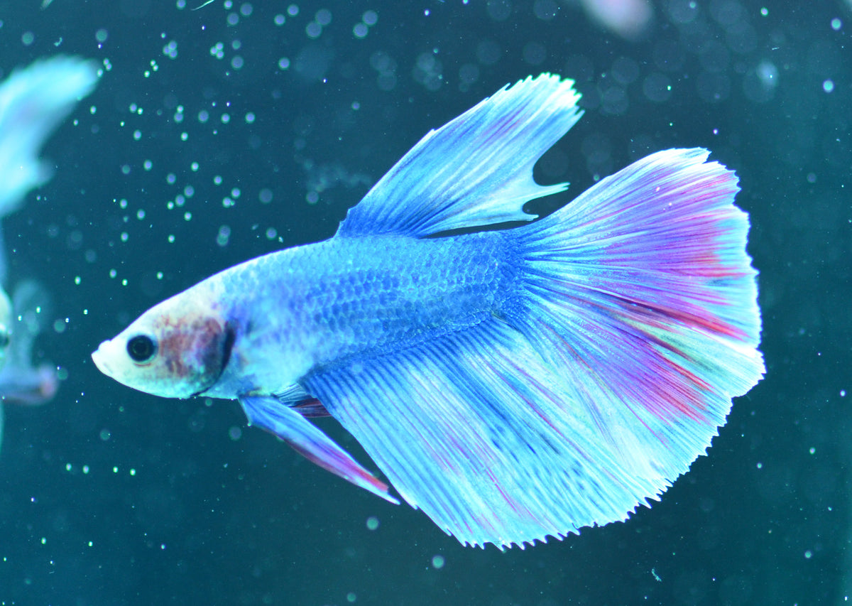 Blue Purple Pastel Delta-tail Male