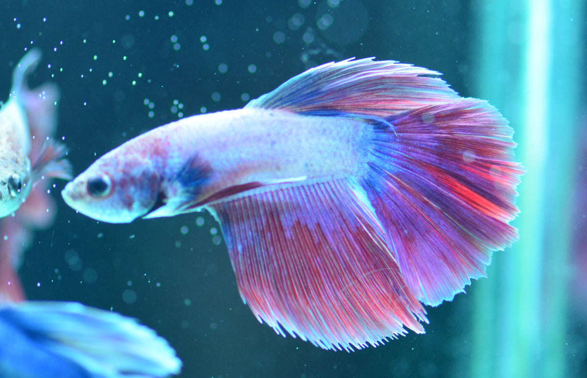 Purple Pastel Delta-tail Male