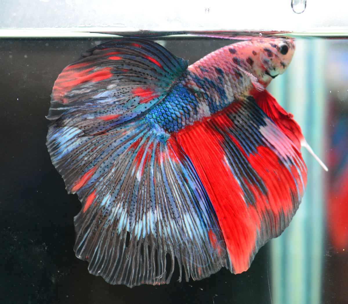 Giant Red Fancy Delta-tail Male