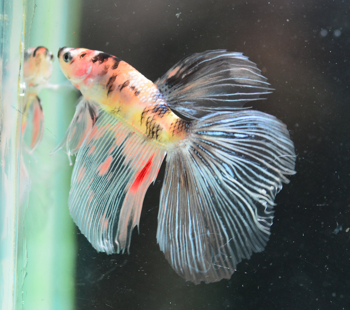 Giant Koi Delta-tail Male