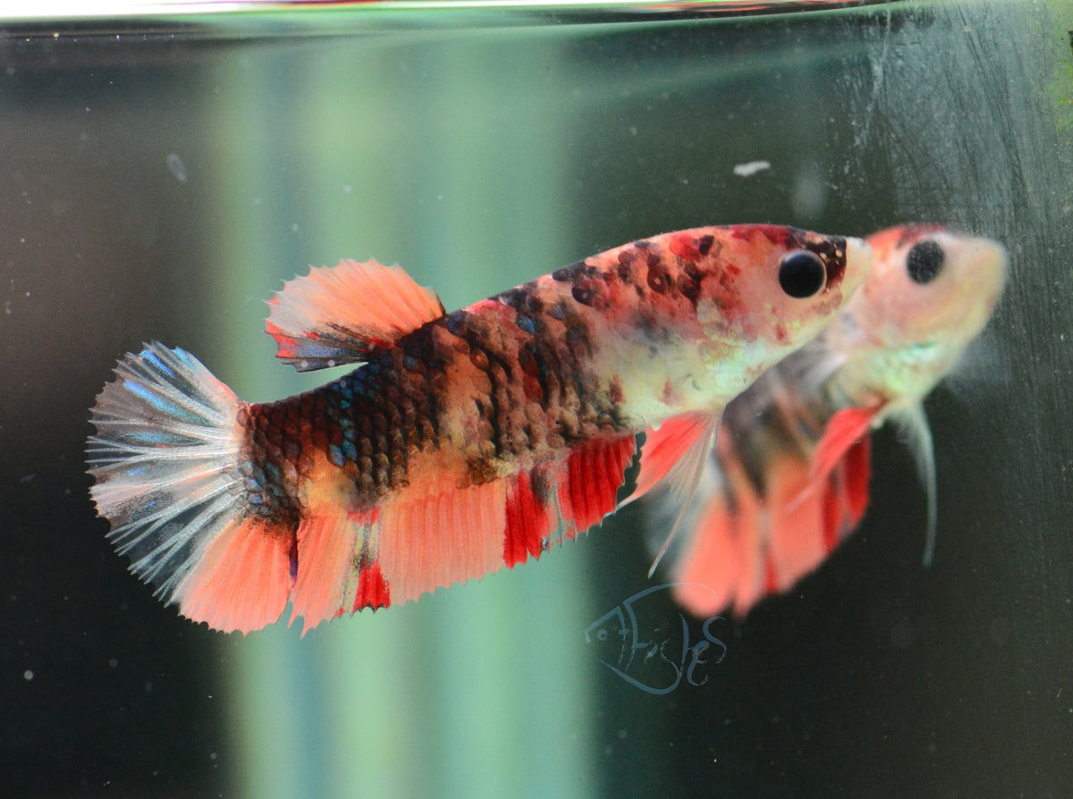 Nemo HMPK Female