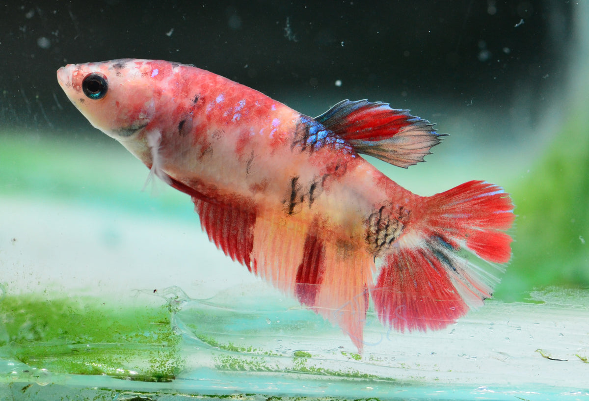 Nemo HMPK Female